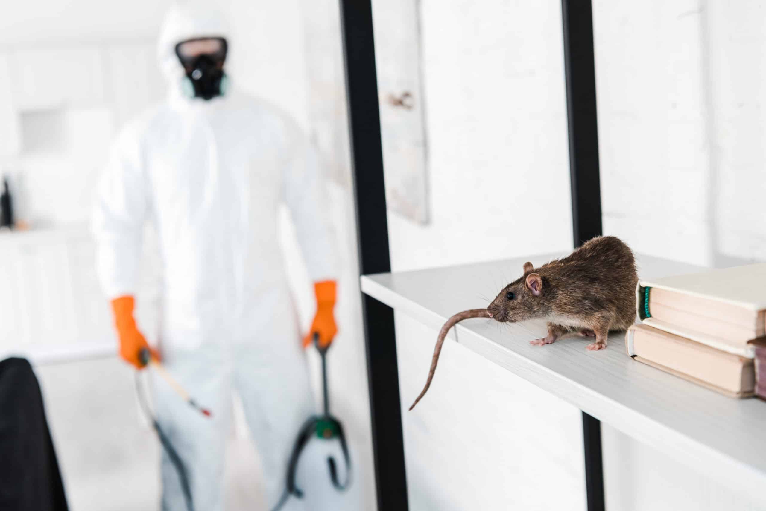 Ratten und Mäusebekämpfung
